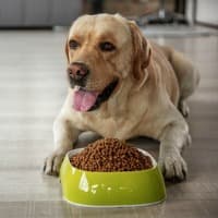 Adult Labrador Retriever with full dog food bowl in front of him