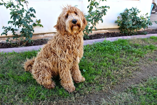 labradoodle mating