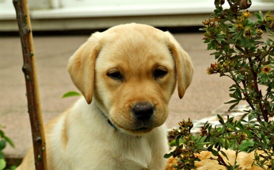 Blonde Lab Puppies Goldenacresdogs Blonde Lab Puppies Goldenacresdogs