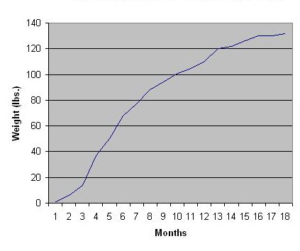 puppy weight chart standard poodle weight chart by age