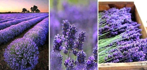 Lavender for dog travel anxiety