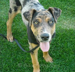 What S The Difference Between Adopting And Buying A Dog What S The Difference Between Adopting And Buying A Dog