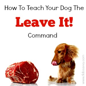 Teaching Your Dog The 'Leave It' Command