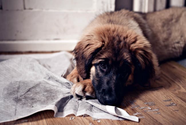 puppy ripping up pee pad