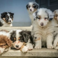Litter of australian shepherd puppies