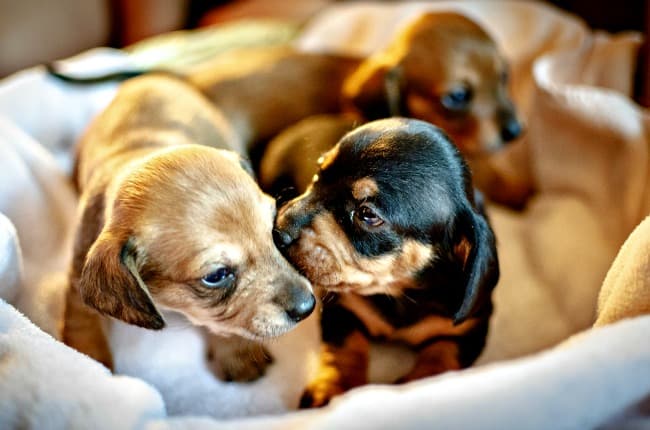 Introducing large breed best sale puppy to small dog
