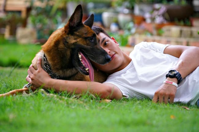 Belgian Malinois wearing training collar lying on the grass with young owner