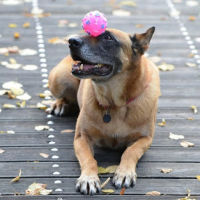 Belgian shepherd dog balancing pink ball on her nose