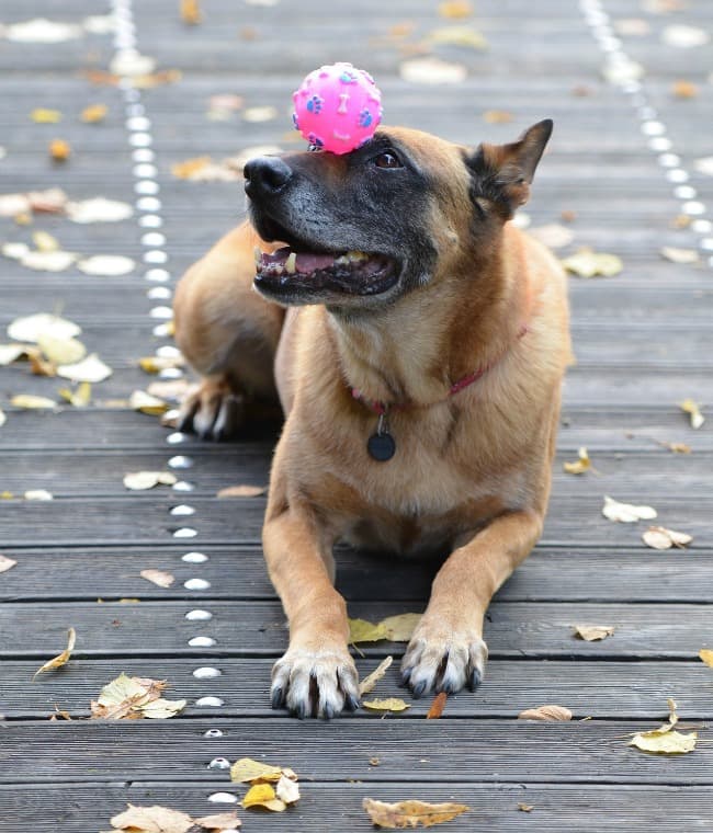 Adult Malinois dog balancing pink ball on her nose Adult Malinois dog balancing pink ball on her nose