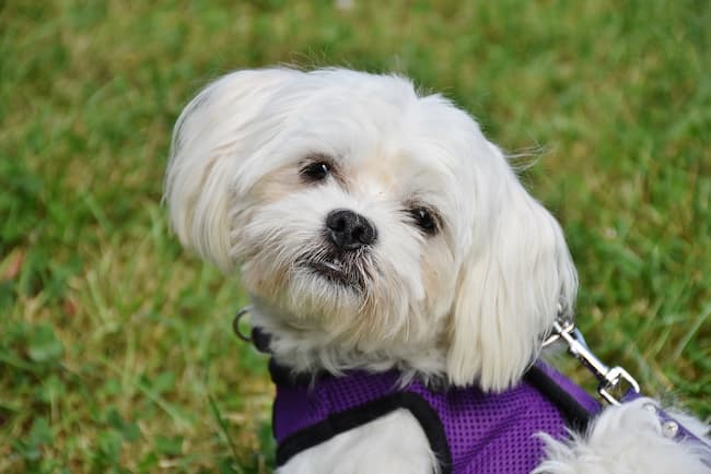 Maltese dog wearing harness and leash outdoors