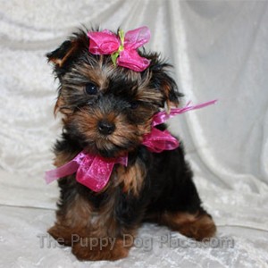 housebreaking a yorkie in 5 days adorable yorkie puppy photos housebreaking a yorkie in 5 days adorable yorkie puppy photos