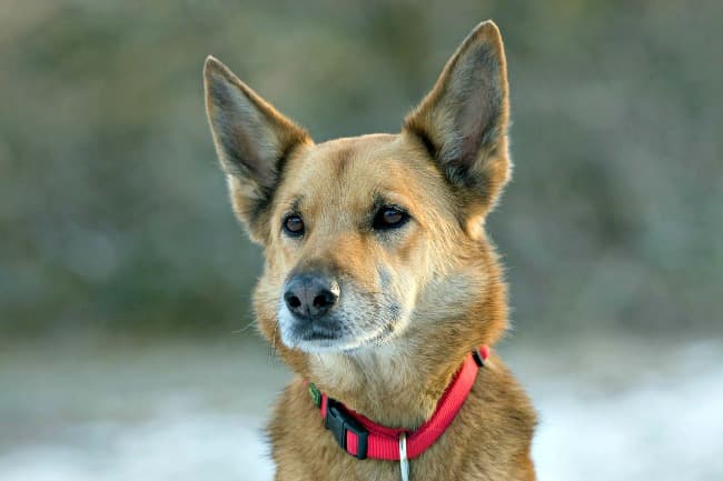 Designer Dog Breeds Explained