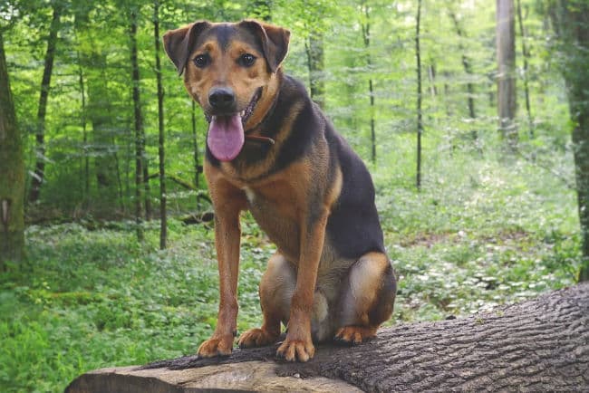 Mixed breed dog sitting on a tree log in the woods