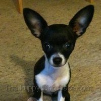 Chihuahua Puppy Care Guide