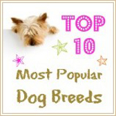 Can You Get Papers On A Mixed Breed Dog Can You Get Papers On A Mixed Breed Dog