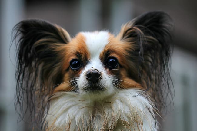 Papillon with dirt on his nose