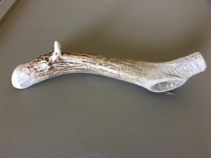 Natural antler for dogs, seen after being chewed for six months Natural antler for dogs, seen after being chewed for six months