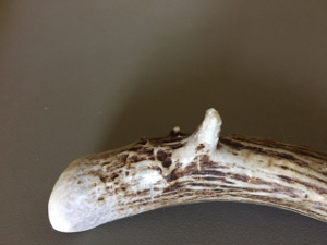 Natural antler for dogs, seen after being chewed for six months Natural antler for dogs, seen after being chewed for six months