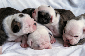 how to care for newborn puppies and their how to care for new born puppies how to care for newborn puppies and their how to care for new born puppies