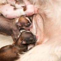 Newborn Chinese Crested puppies nursing from mom