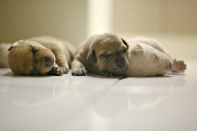 what should the room temperature be for newborn puppies