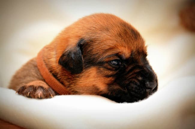 what does it mean when a newborn puppy has diarrhea