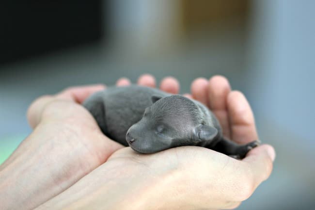 newborn weimaraner