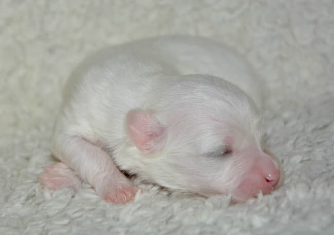 How To Care For New Born Puppies