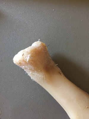 Chew damage to Nylabone big chew for dogs
