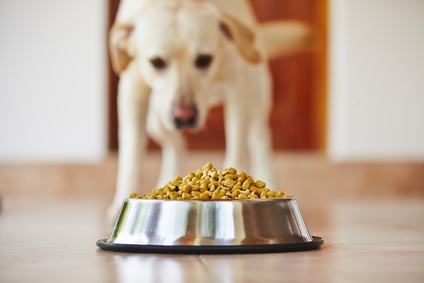 Older dog looking at dog food in his bowl