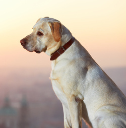 Labrador Retriever At Sunset Labrador Retriever At Sunset