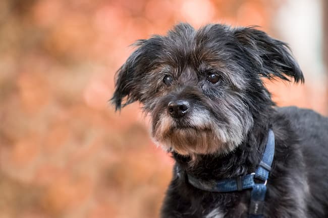 Older black terrier dog wearing harness Older black terrier dog wearing harness