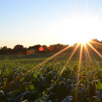 Field of organic crops at dawn