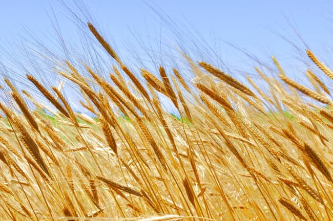Ears of organic grain against blue sky background Ears of organic grain against blue sky background