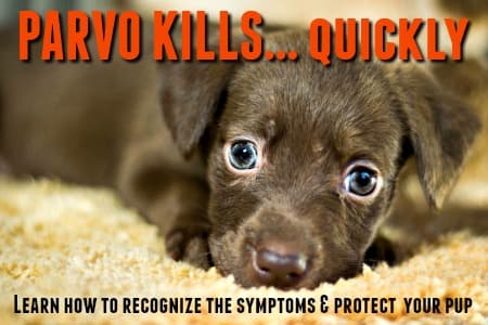Tiny sick puppy with parvovirus