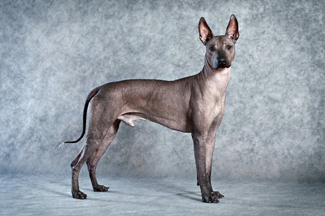 Download Hairless Dogs. Exotic, Lovable, Low-Allergy Companions