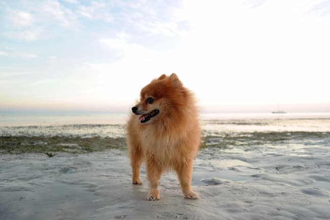Handsome Pomeranian dog on a beach at sunset Handsome Pomeranian dog on a beach at sunset