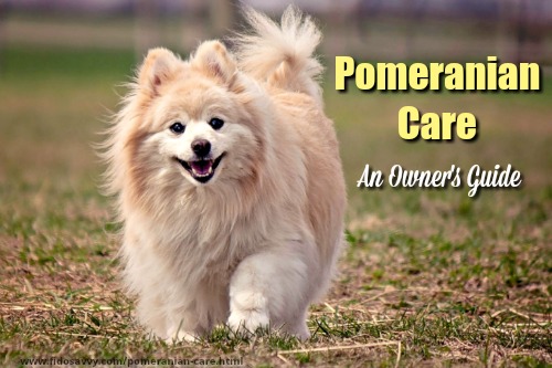 pet dog pomeranian