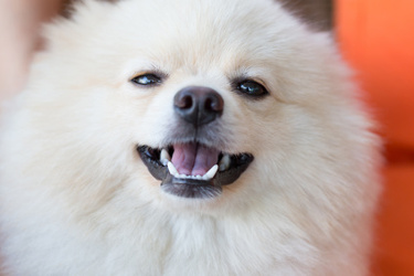 how to brush pomeranian teeth dental care an owner s guide how to brush pomeranian teeth dental care an owner s guide