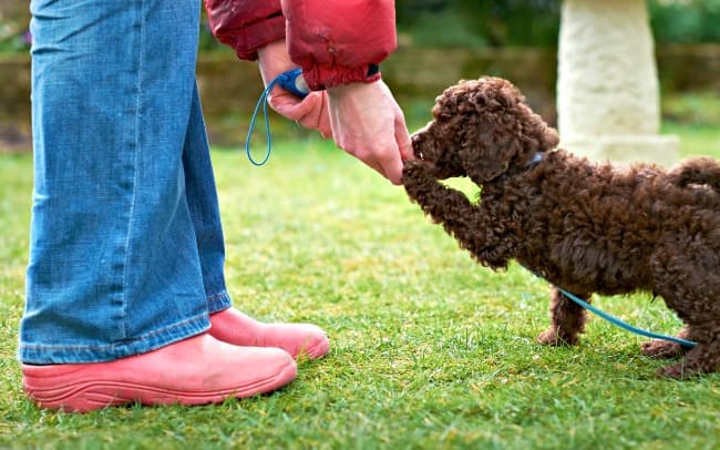 Beginners Guide To Puppy Clicker Training