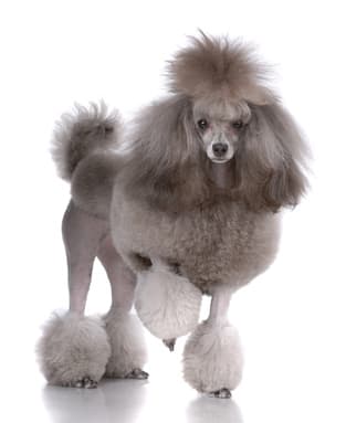 top poodle names