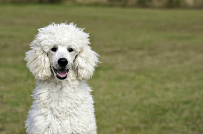 White Poodle on grass