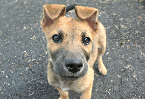 Adopting Shelter Dog Housebreaking Adopting Shelter Dog Housebreaking