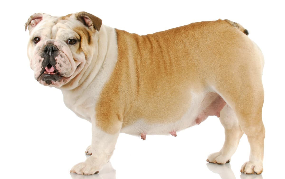Dog Pregnancy - What To Expect & How To Help Her