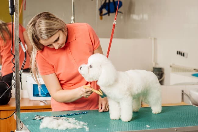 Professional dog groomer with dog on table being brushed