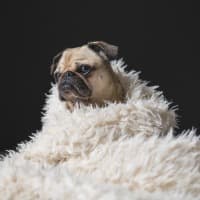 Pug wrapped in faux fur blanket