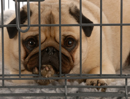 puppy will not stop whining in crate