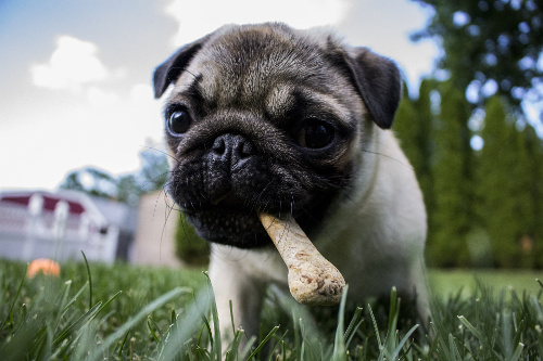 best thing to give a teething puppy