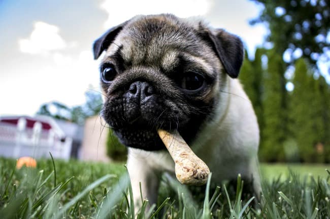 best chew bones for teething puppies