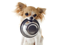 Withholding Food For Hours From Puppy Withholding Food For Hours From Puppy